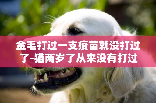金毛打過一支疫苗就沒打過了-貓兩歲了從來沒有打過疫苗