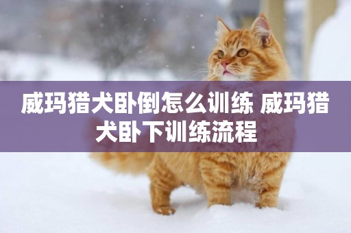 威瑪獵犬臥倒怎么訓練 威瑪獵犬臥下訓練流程
