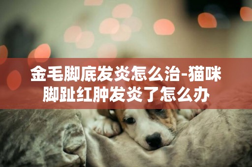 金毛腳底發炎怎么治-貓咪腳趾紅腫發炎了怎么辦