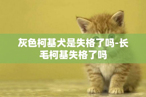灰色柯基犬是失格了嗎-長毛柯基失格了嗎