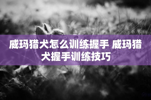 威瑪獵犬怎么訓練握手 威瑪獵犬握手訓練技巧