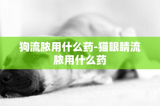 狗流膿用什么藥-貓眼睛流膿用什么藥