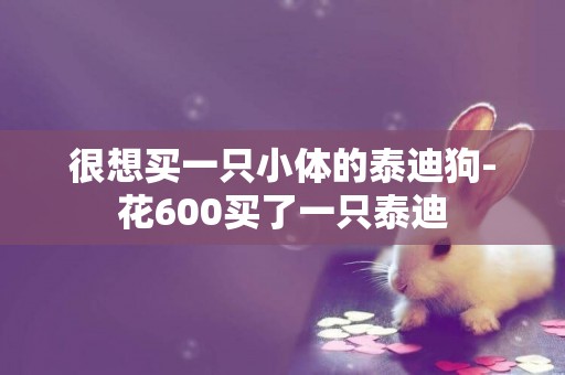 很想買一只小體的泰迪狗-花600買了一只泰迪