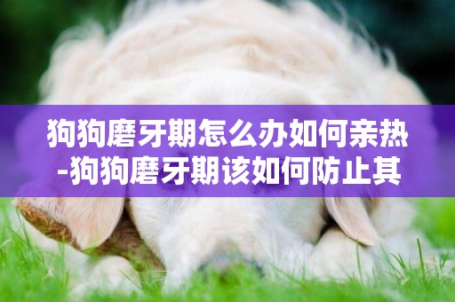 狗狗磨牙期怎么辦如何親熱-狗狗磨牙期該如何防止其咬人