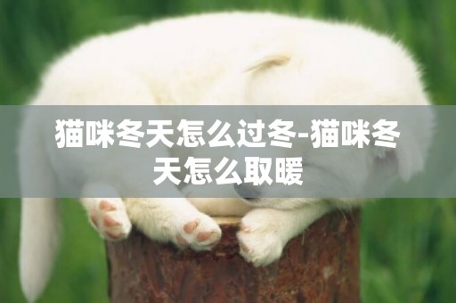 貓咪冬天怎么過冬-貓咪冬天怎么取暖