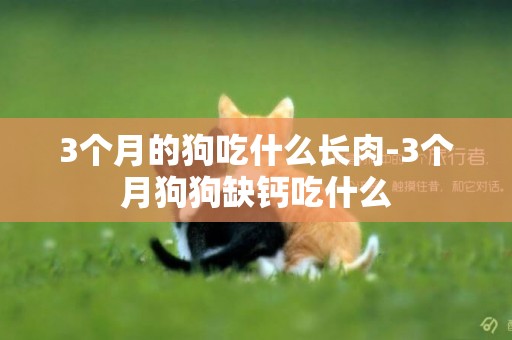 3個月的狗吃什么長肉-3個月狗狗缺鈣吃什么