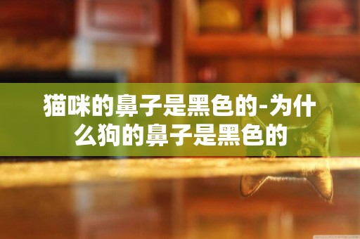 貓咪的鼻子是黑色的-為什么狗的鼻子是黑色的