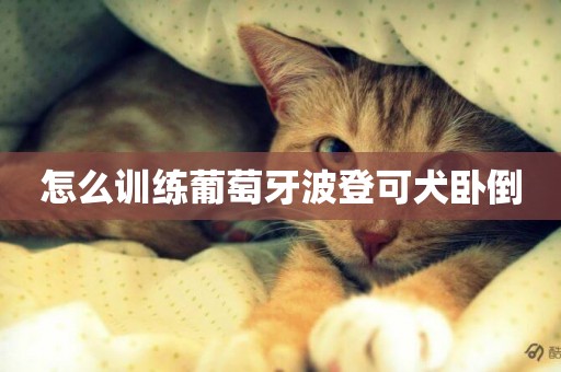怎么訓練葡萄牙波登可犬臥倒