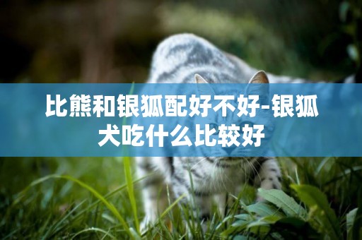 比熊和銀狐配好不好-銀狐犬吃什么比較好