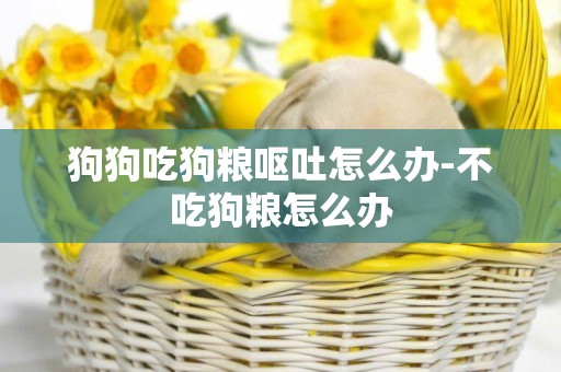 狗狗吃狗糧嘔吐怎么辦-不吃狗糧怎么辦