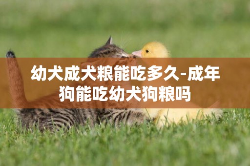 幼犬成犬糧能吃多久-成年狗能吃幼犬狗糧嗎