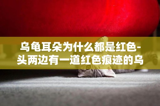 烏龜耳朵為什么都是紅色-頭兩邊有一道紅色痕跡的烏龜是什么品種