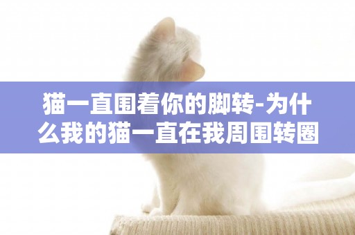 貓一直圍著你的腳轉-為什么我的貓一直在我周圍轉圈
