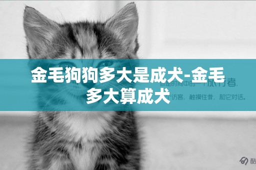 金毛狗狗多大是成犬-金毛多大算成犬