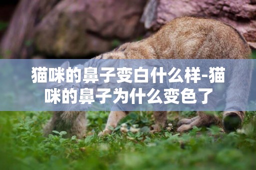 貓咪的鼻子變白什么樣-貓咪的鼻子為什么變色了