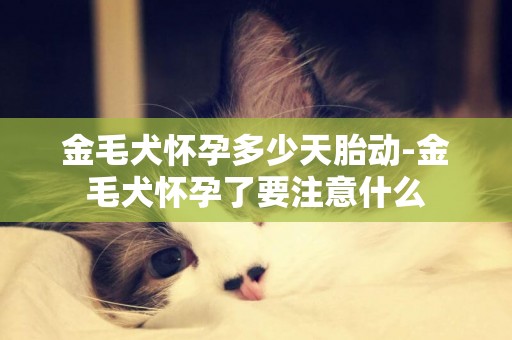金毛犬懷孕多少天胎動-金毛犬懷孕了要注意什么