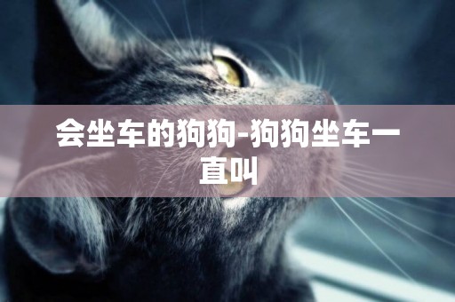 會坐車的狗狗-狗狗坐車一直叫