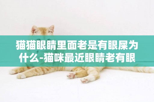 貓貓眼睛里面老是有眼屎為什么-貓咪最近眼睛老有眼屎怎么辦
