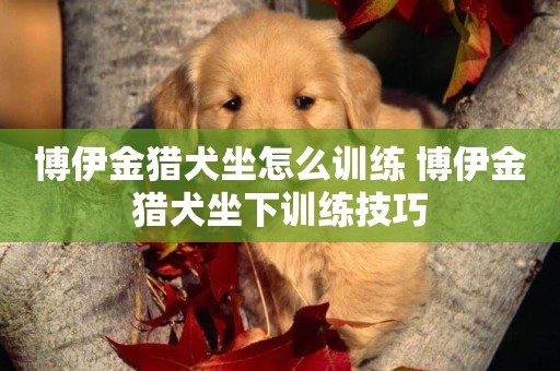 博伊金獵犬坐怎么訓練 博伊金獵犬坐下訓練技巧