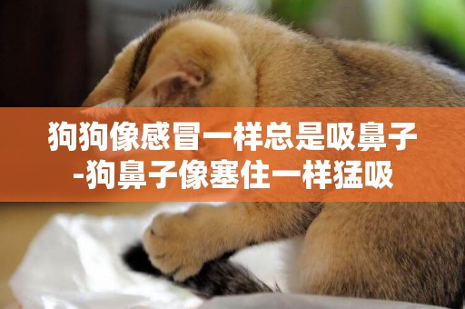 狗狗像感冒一樣總是吸鼻子-狗鼻子像塞住一樣猛吸