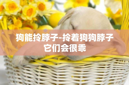 狗能拎脖子-拎著狗狗脖子它們會很乖