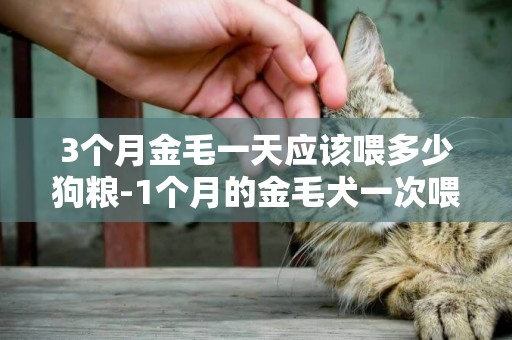 3個月金毛一天應該喂多少狗糧-1個月的金毛犬一次喂多少狗糧