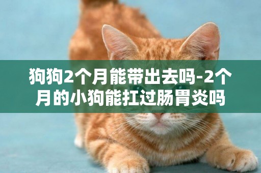 狗狗2個月能帶出去嗎-2個月的小狗能扛過腸胃炎嗎