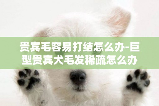 貴賓毛容易打結怎么辦-巨型貴賓犬毛發稀疏怎么辦
