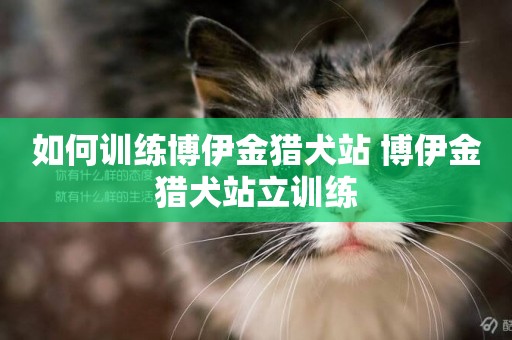 如何訓練博伊金獵犬站 博伊金獵犬站立訓練