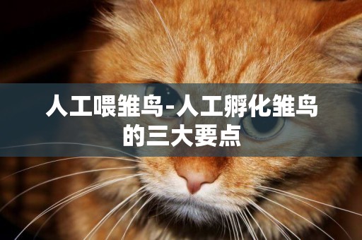 人工喂雛鳥-人工孵化雛鳥的三大要點