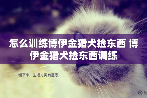 怎么訓練博伊金獵犬撿東西 博伊金獵犬撿東西訓練