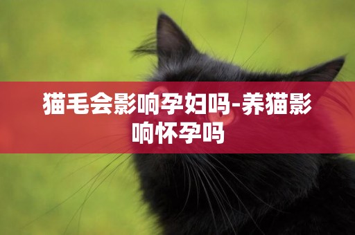 貓毛會影響孕婦嗎-養貓影響懷孕嗎
