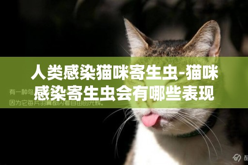 人類感染貓咪寄生蟲-貓咪感染寄生蟲會有哪些表現