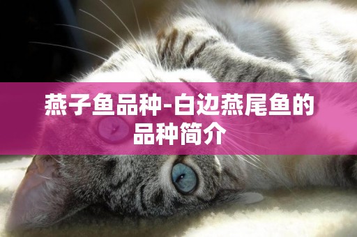 燕子魚品種-白邊燕尾魚的品種簡介