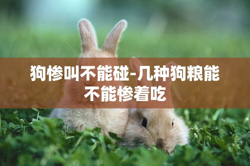 狗慘叫不能碰-幾種狗糧能不能慘著吃
