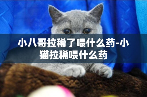 小八哥拉稀了喂什么藥-小貓拉稀喂什么藥