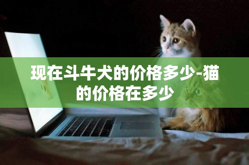 現在斗牛犬的價格多少-貓的價格在多少