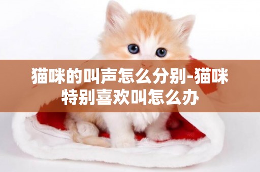 貓咪的叫聲怎么分別-貓咪特別喜歡叫怎么辦