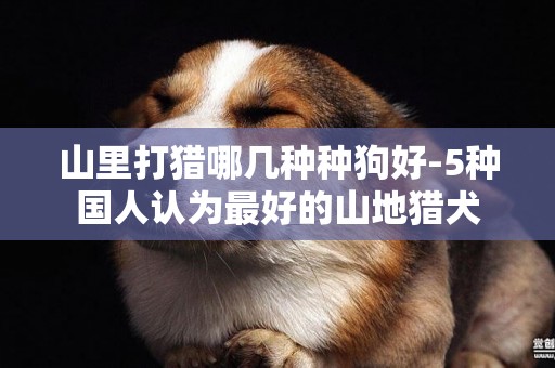 山里打獵哪幾種種狗好-5種國人認為最好的山地獵犬