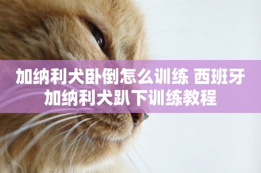 加納利犬臥倒怎么訓練 西班牙加納利犬趴下訓練教程
