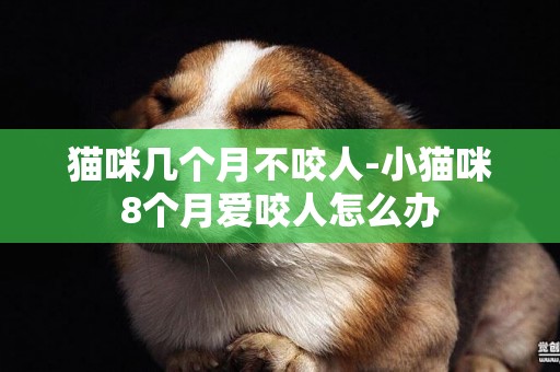 貓咪幾個月不咬人-小貓咪8個月愛咬人怎么辦