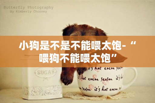 小狗是不是不能喂太飽-“喂狗不能喂太飽”