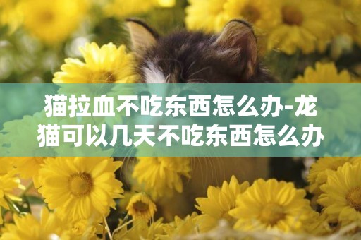貓拉血不吃東西怎么辦-龍貓可以幾天不吃東西怎么辦
