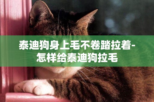 泰迪狗身上毛不卷踏拉著-怎樣給泰迪狗拉毛