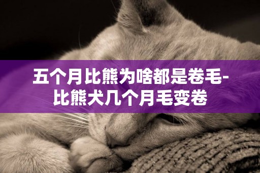 五個月比熊為啥都是卷毛-比熊犬幾個月毛變卷