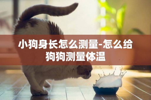 小狗身長怎么測量-怎么給狗狗測量體溫