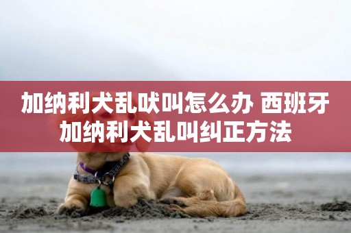 加納利犬亂吠叫怎么辦 西班牙加納利犬亂叫糾正方法