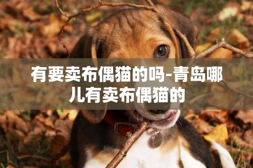有要賣布偶貓的嗎-青島哪兒有賣布偶貓的