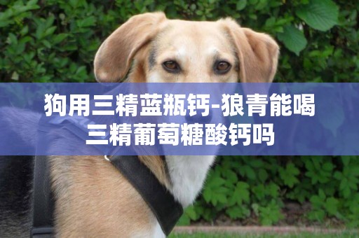狗用三精藍瓶鈣-狼青能喝三精葡萄糖酸鈣嗎