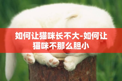 如何讓貓咪長不大-如何讓貓咪不那么膽小